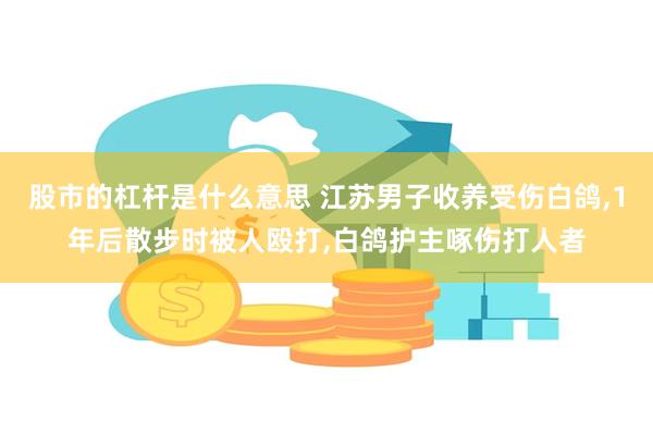 股市的杠杆是什么意思 江苏男子收养受伤白鸽,1年后散步时被人殴打,白鸽护主啄伤打人者